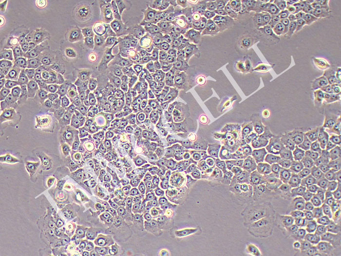 BxPC-3人原位胰腺腺癌细胞（STR鉴定正确）