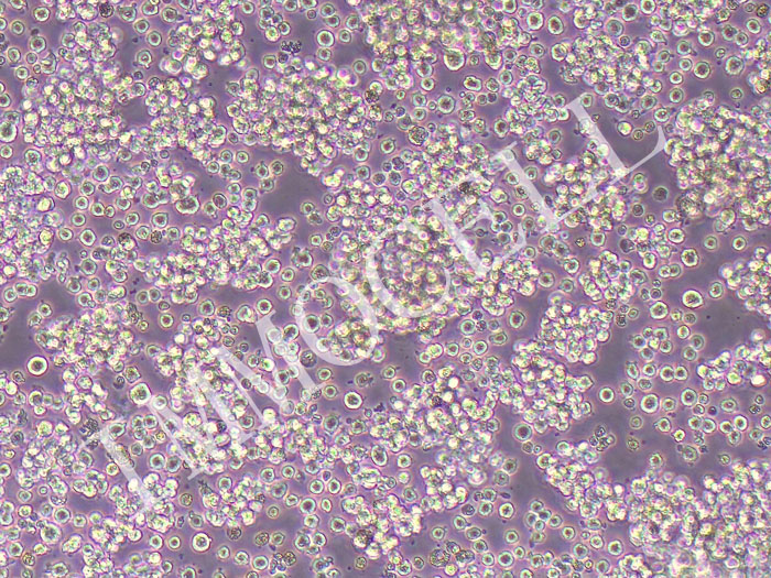 CTLL-2小鼠T淋巴细胞（STR鉴定正确）