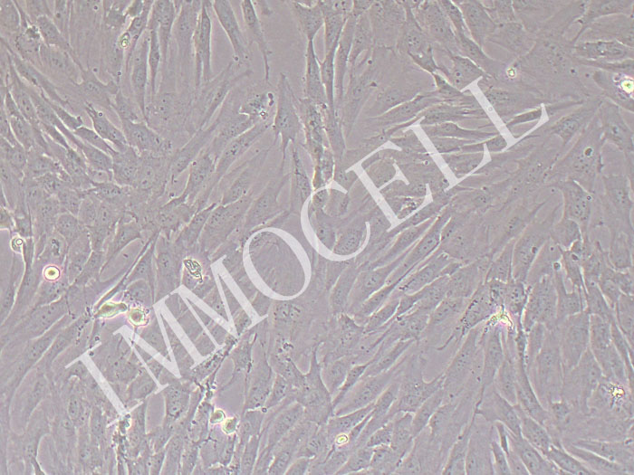 人真皮毛乳头细胞永生化（种属鉴定）