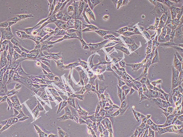 HCC1395人乳腺癌细胞