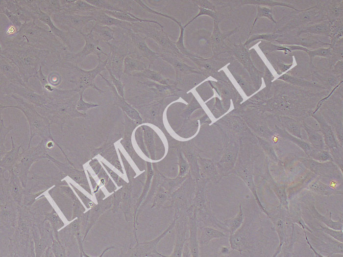 L8824草鱼肝脏细胞