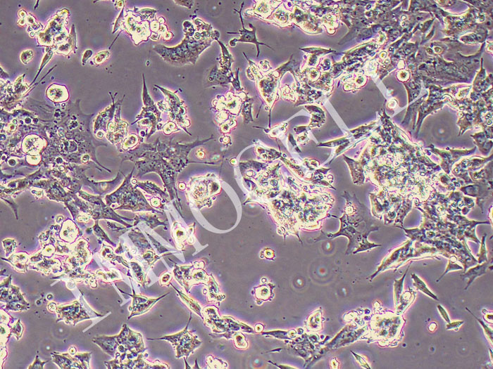 CATH.a小鼠脑神经元细胞