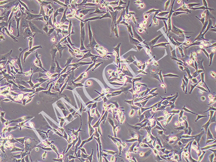 MCA-205小鼠纤维肉瘤细胞