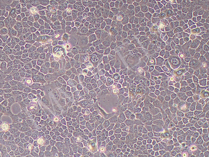 A-253人颌下腺表皮癌细胞（STR鉴定正确）