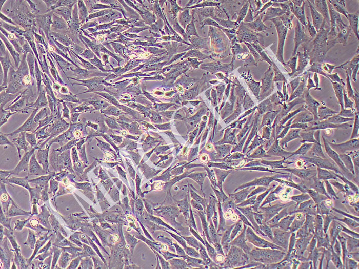 黄犊牛骨骼肌卫星细胞永生化