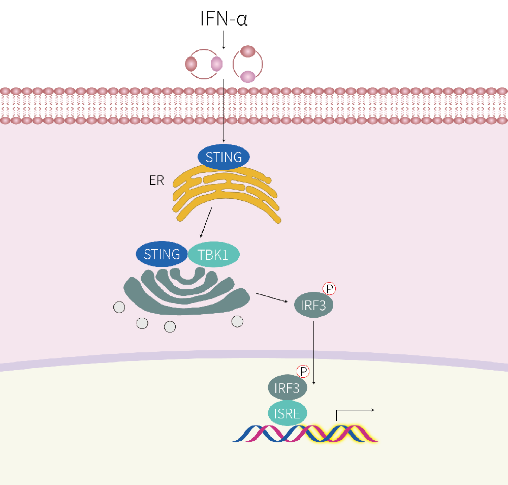 THP-1-ISRE-Nluc-puro