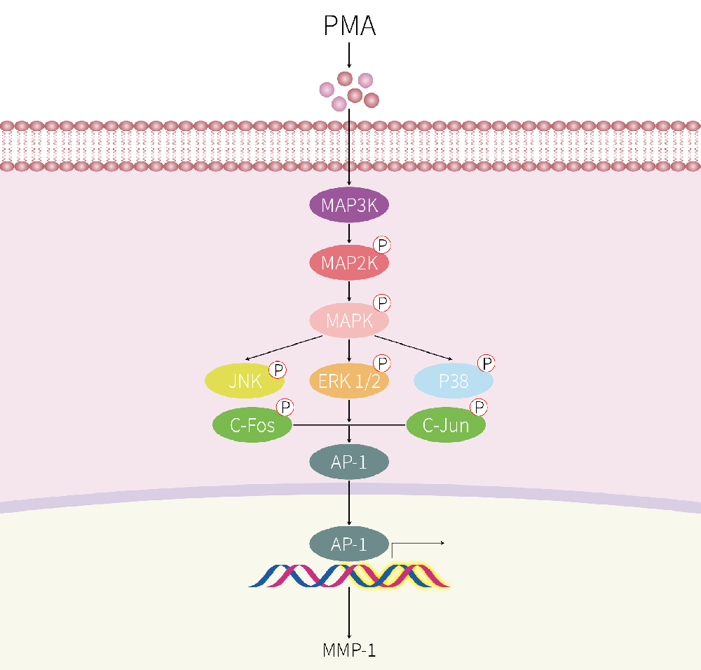 THP-1-AP-1-Nluc-puro