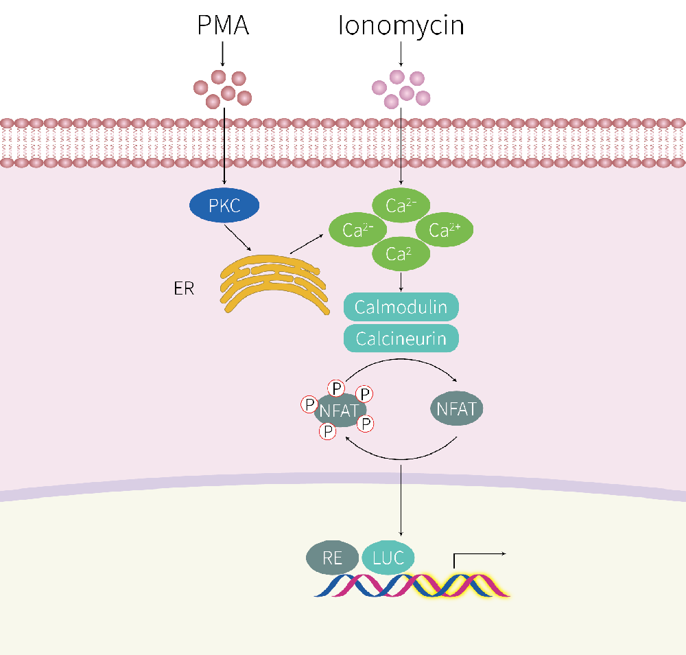 THP-1-NFAT-Nluc-puro