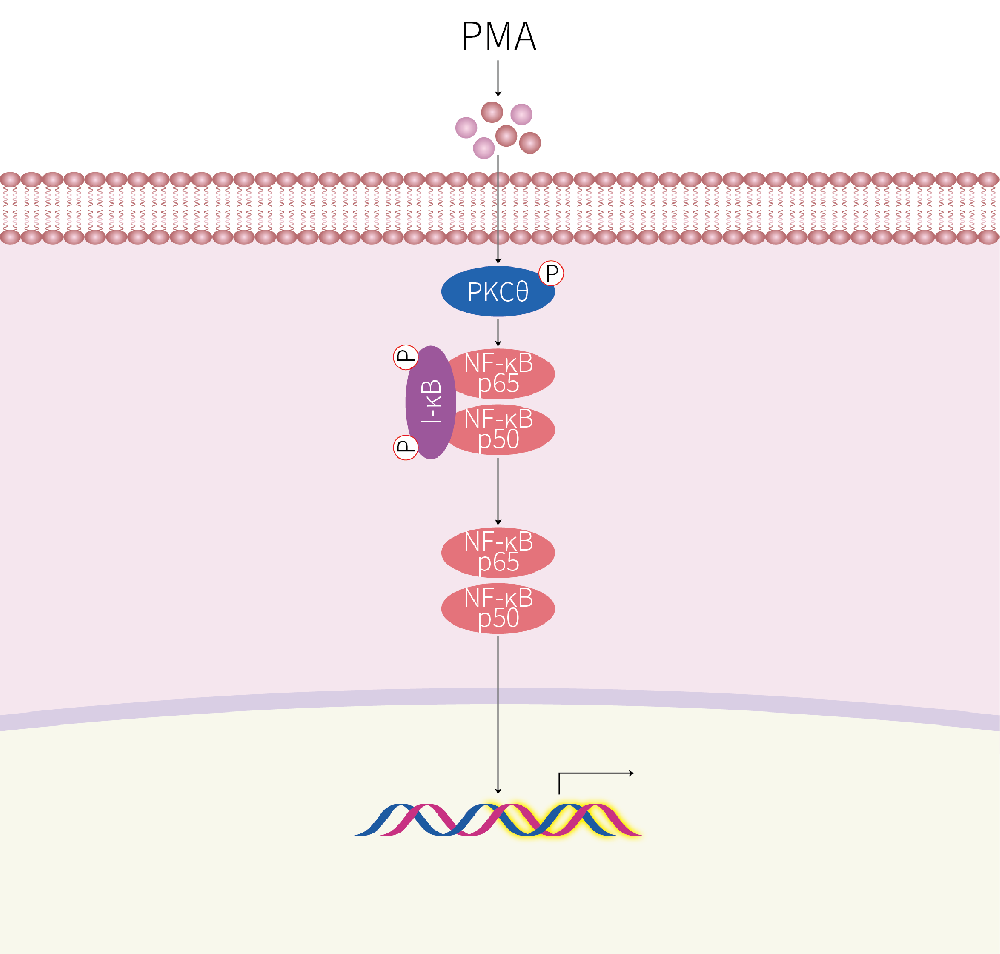 THP-1-NF-κB-Nluc-puro