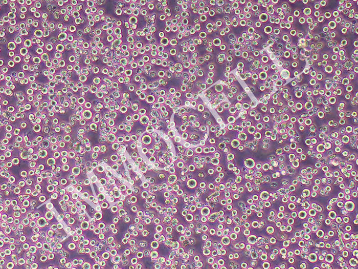 PK136小鼠杂交瘤细胞