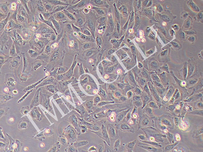 牛小肠上皮细胞永生化