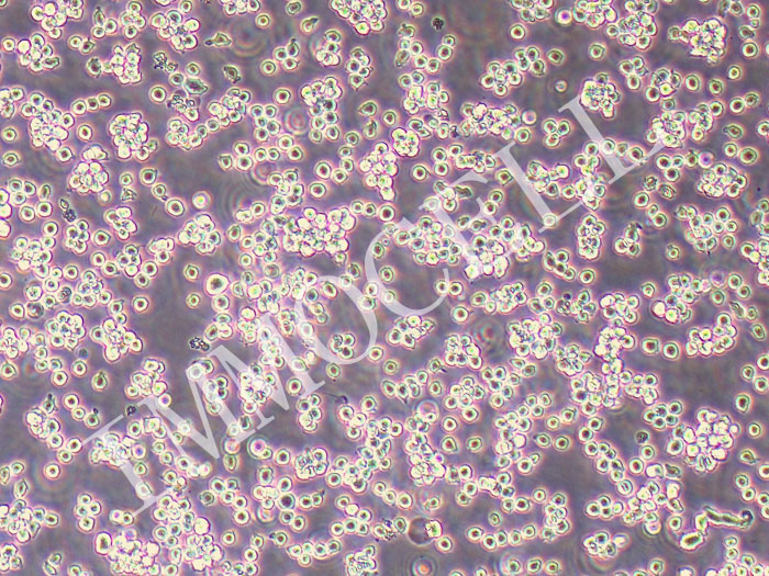 MOLT-3人急性T淋巴细胞白血病细胞（STR鉴定正确）