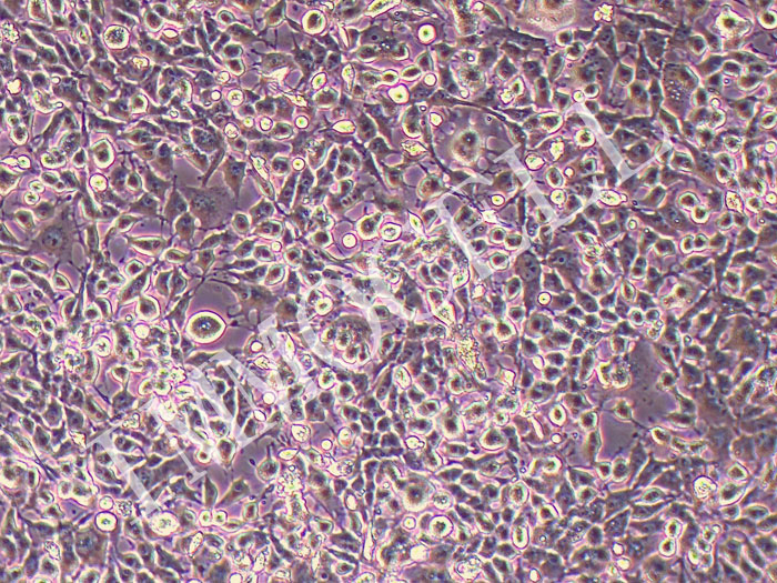 BHK-21金黄地鼠肾细胞（表达T7-5RNA聚合酶启动子） BSR-t7-5
