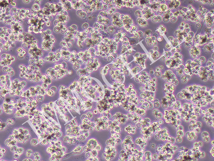 OCI-M2人急性粒细胞白血病