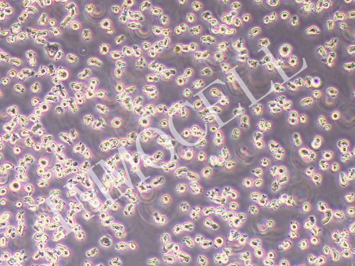 WEHI-3小鼠血细胞（STR鉴定正确）