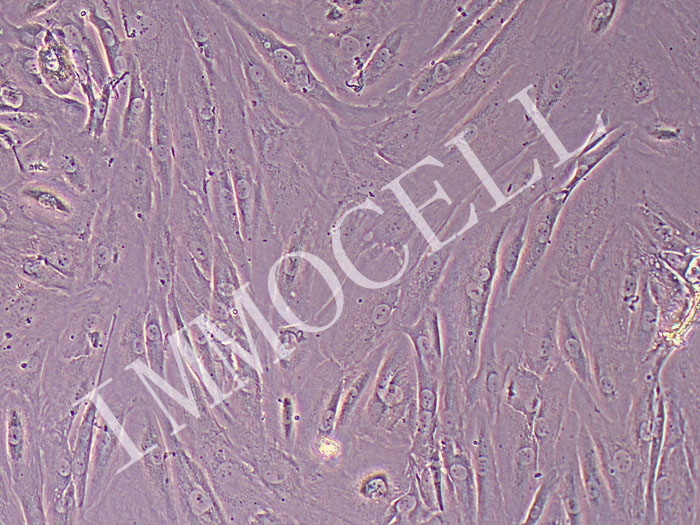 Hs68人男性正常龟头细胞（有限细胞系）（STR鉴定正确）