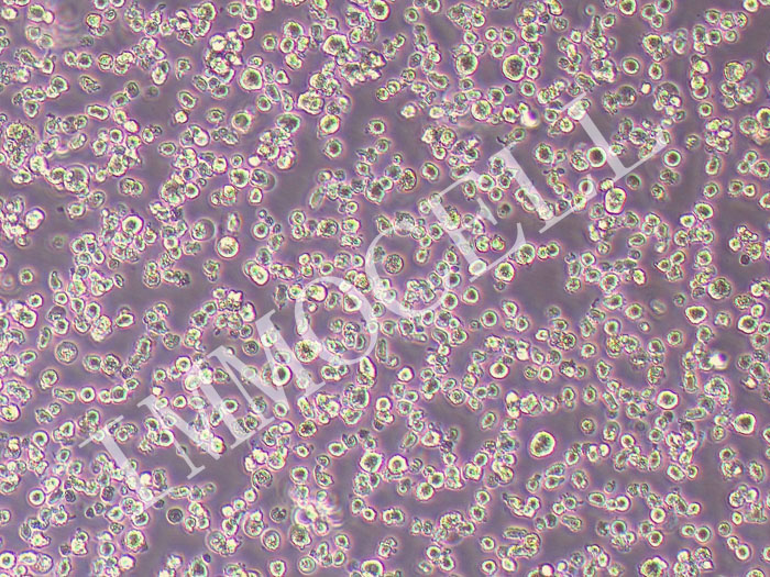 JJN-3人白血病细胞（STR鉴定正确）