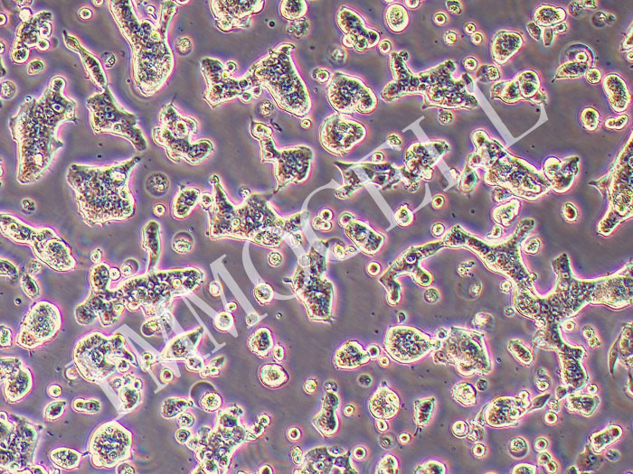 SW620-GFP-PURO人结直肠腺癌细胞(GFP标记)（STR鉴定正确）