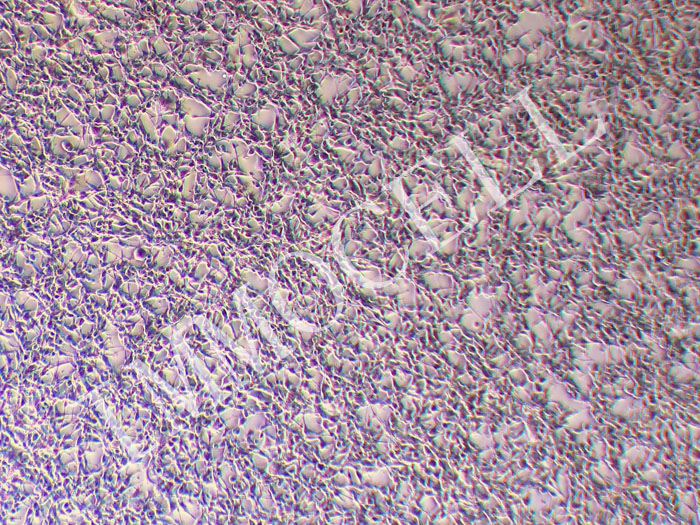 CT26-GFP-PURO小鼠结肠癌细胞(GFP标记)