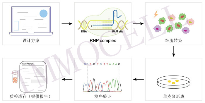 PLSCR1 knockout HEK293 cell line
