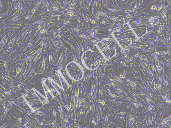 ICC-X2-Nluc-puro人肝内胆管癌细胞