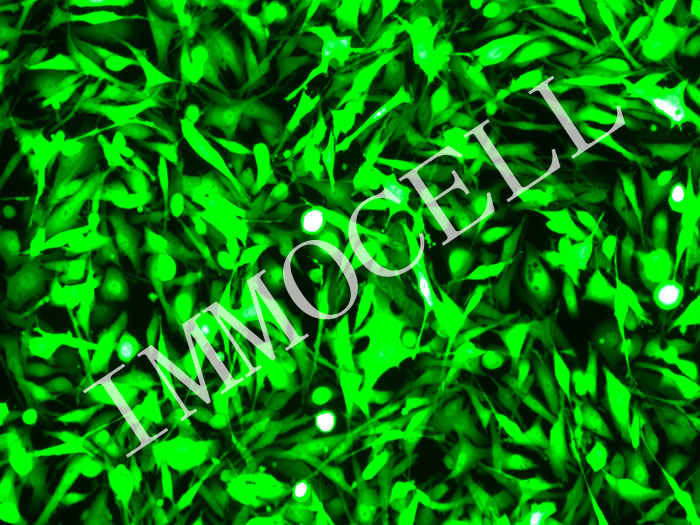 ICC-X3-mStayGold-puro人肝内胆管癌细胞