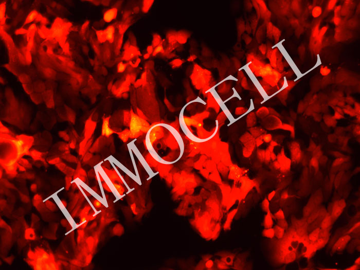 DPC-X1-mScarlet3-puro人混合型壶腹癌细胞