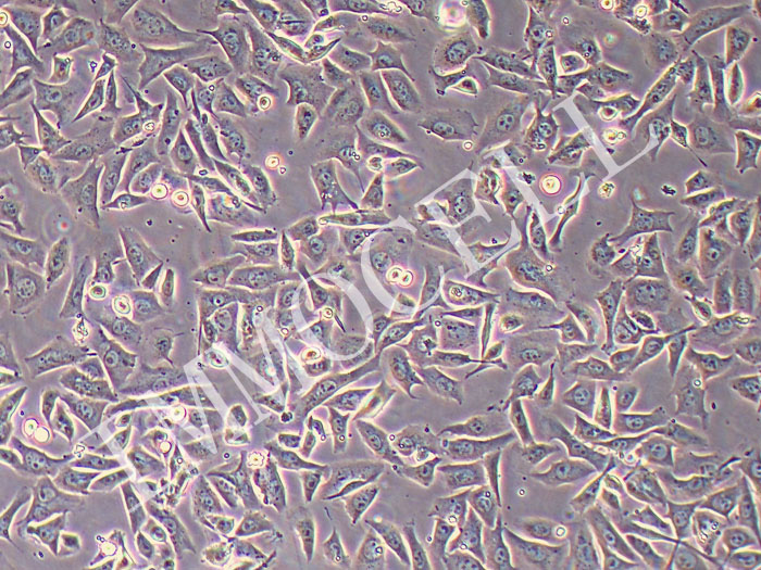 B16F10-OVA-FLUC-puro 小鼠黑色素瘤细胞(OVA/Fluc双标)（STR鉴定正确）