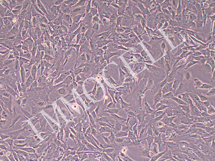 C2C12小鼠成肌细胞（种属鉴定正确，能做成肌细胞分化）