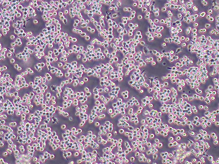 MH-S小鼠肺泡巨噬细胞系