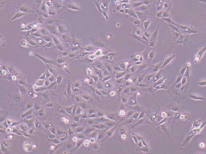 IPEC-J2猪小肠上皮细胞