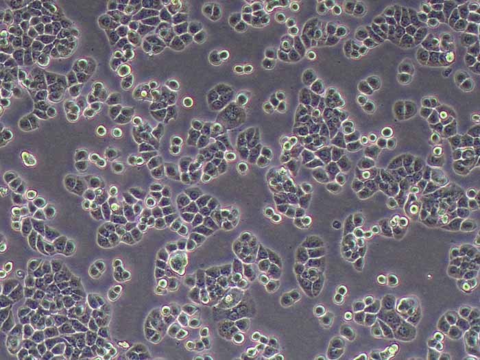 HT-29人结肠癌细胞（STR鉴定正确）