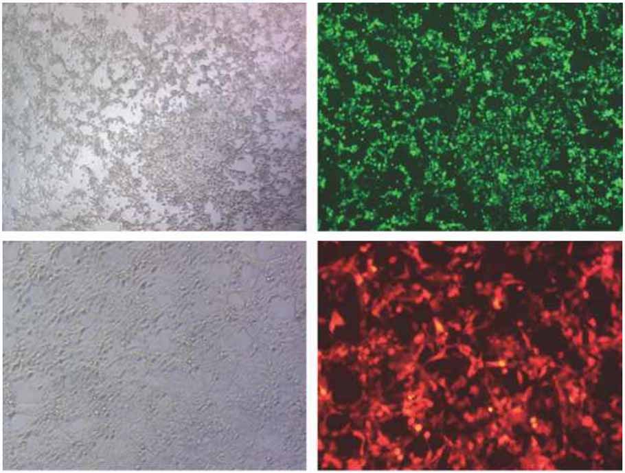 HepG2的细胞荧光观察