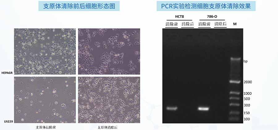 细胞支原体清除项目案例