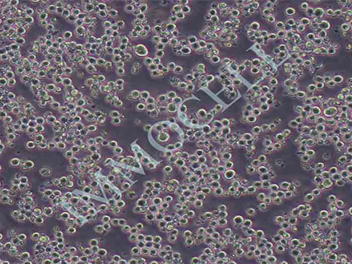 K562人慢性骨髓性白血病细胞系（STR鉴定正确）