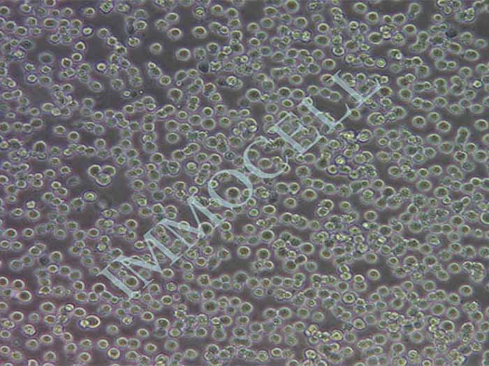 悬浮293T人肾上皮细胞系