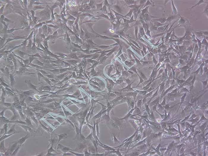 rRTEC大鼠肾小管上皮细胞