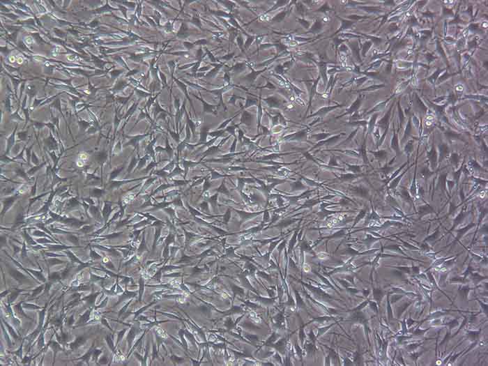 RT4-D6P2T大鼠神经雪旺氏细胞