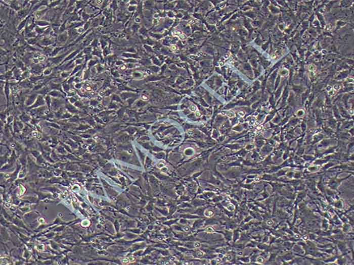 C6大鼠脑胶质瘤细胞