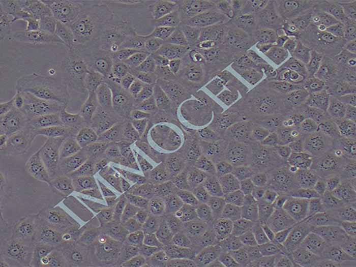 NRK-52E大鼠肾细胞（种属鉴定）