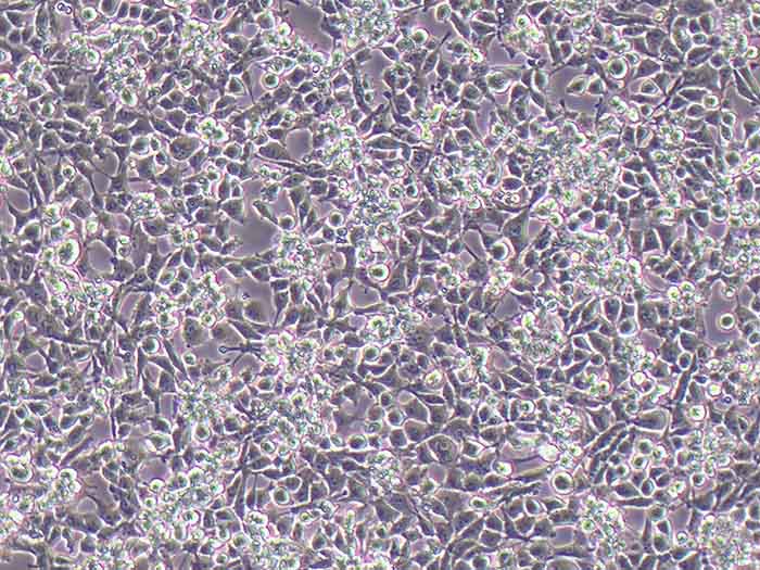 RM小鼠小胶质细胞