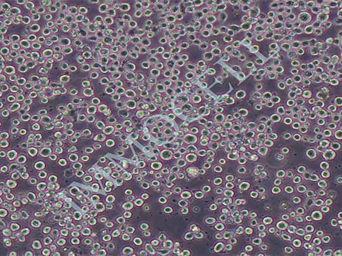 C1498小鼠白血病细胞（STR鉴定正确）