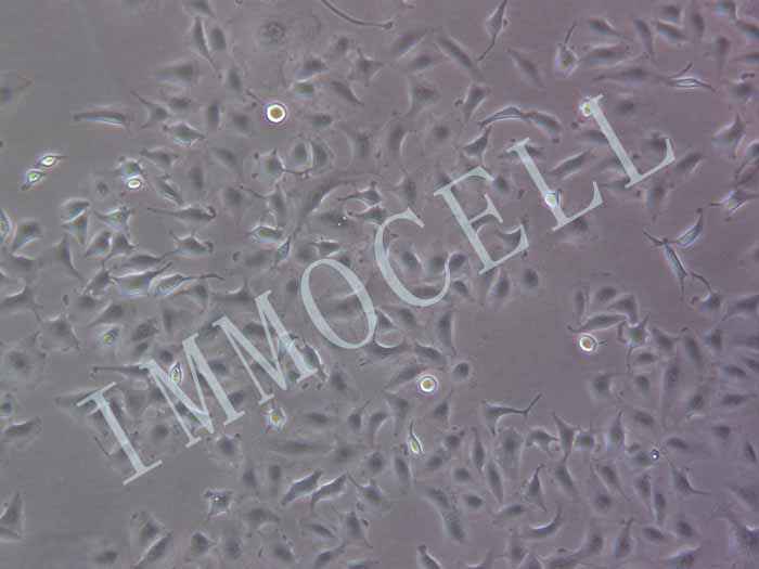 A549-FLUC-bsd人肺癌细胞(FLUC标记)