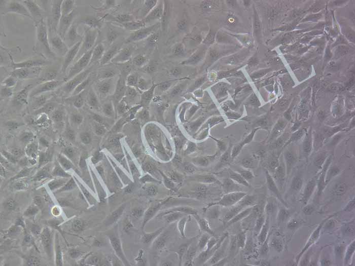 786-O-FLUC-bsd人肾癌细胞(FLUC标记)