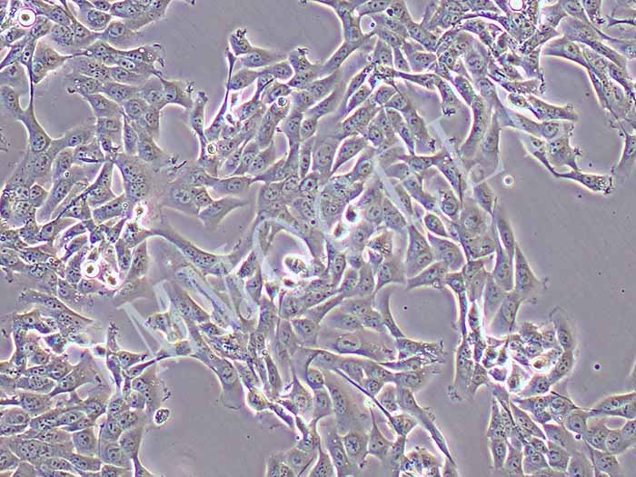 HOS-FLUC-puro人骨肉瘤细胞(FLUC标记)