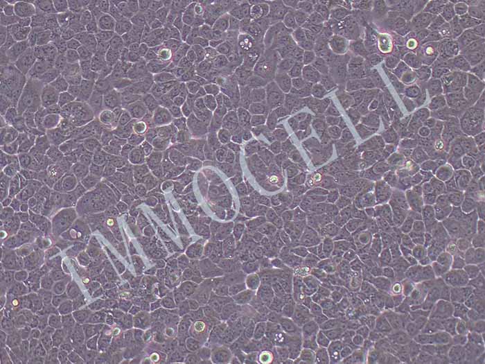 A431-FLUC-puro人皮肤鳞癌细胞(FLUC标记)