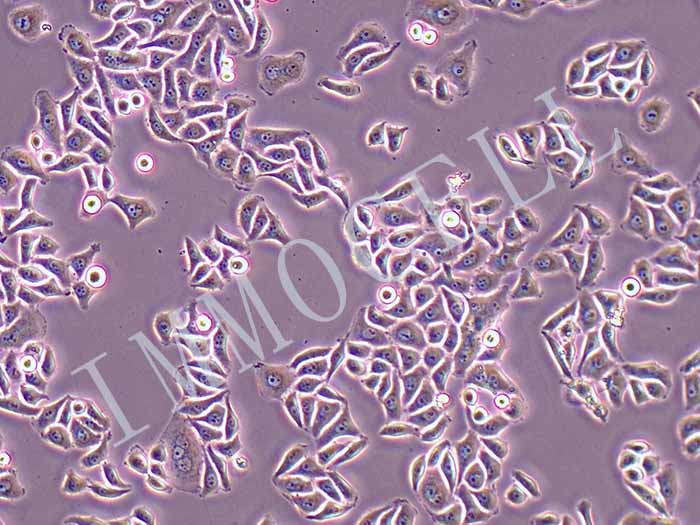 HELA-FLUC-puro人子宫颈癌细胞(FLUC标记)