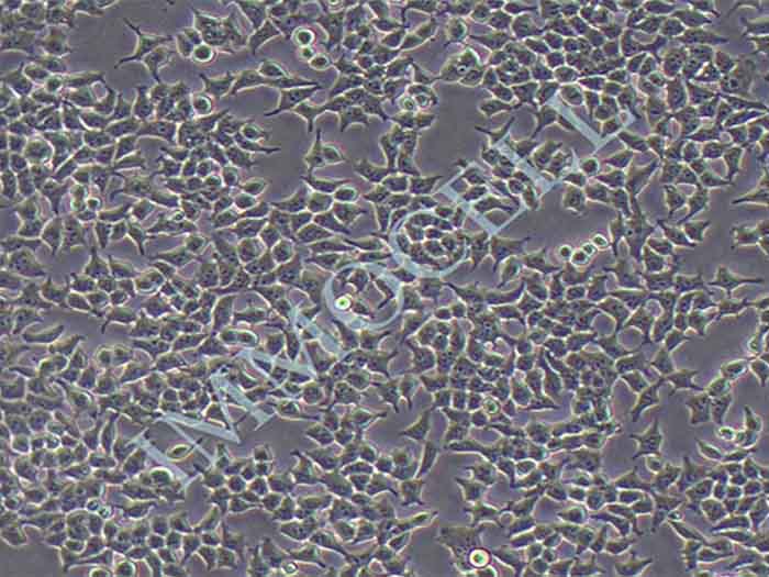 HEK293-coGFP-puro人胚肾细胞(coGFP标记)