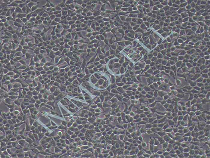 HEK293-eGFP-puro人胚肾细胞(eGFP标记)