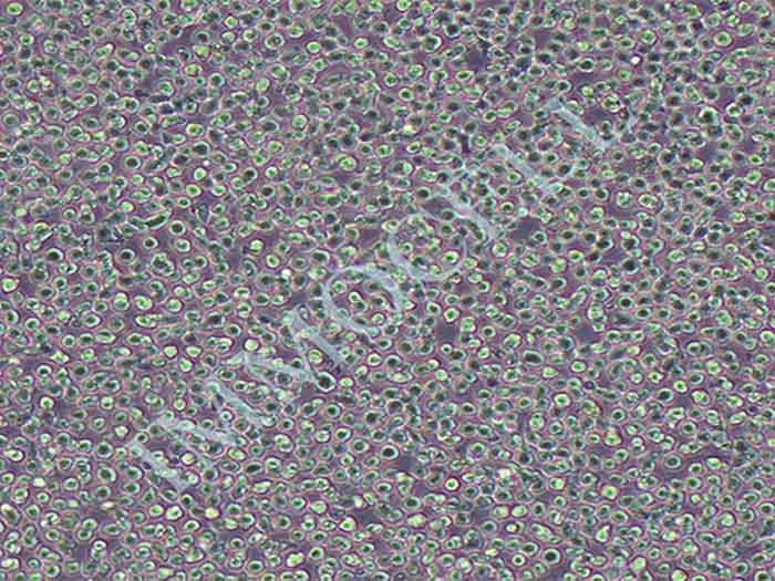 U937-FLUC-puro人组织细胞淋巴瘤细胞(FLUC标记)